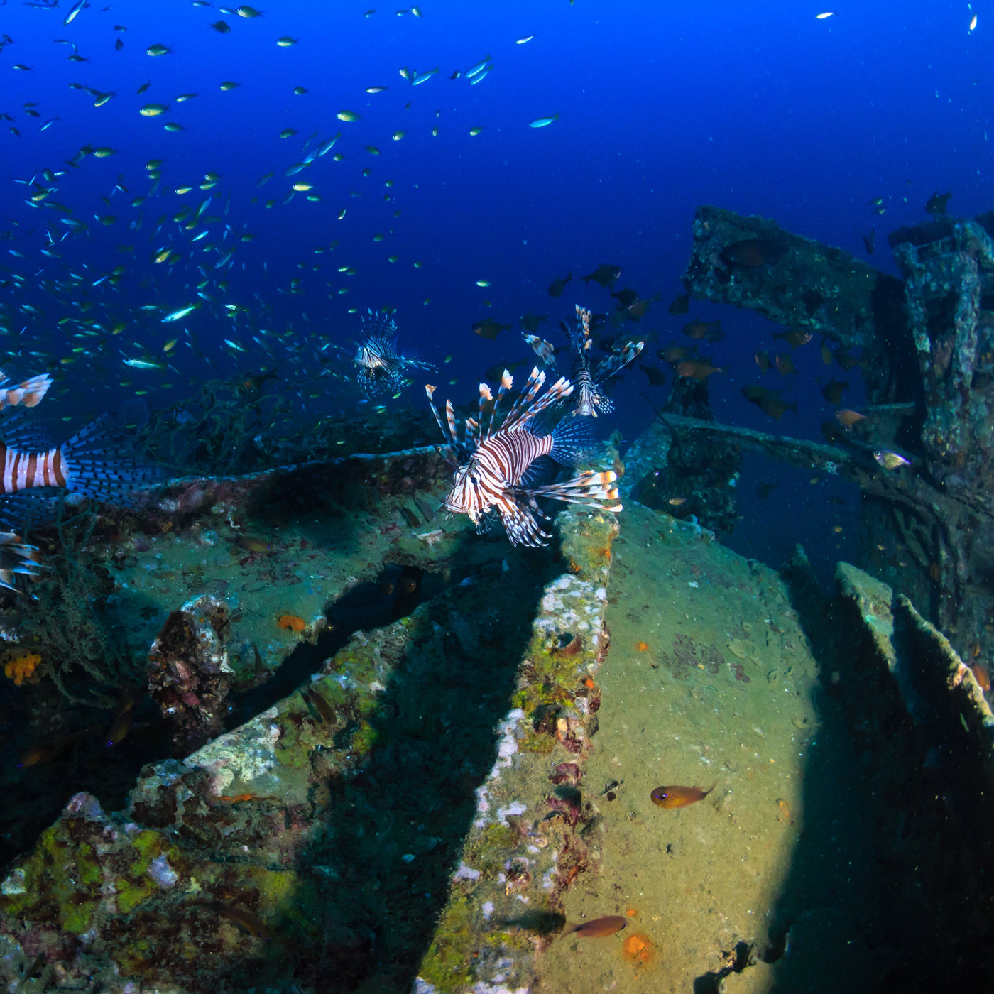 BOONSUNG WRECK - Dyktur (från Khao Lak)