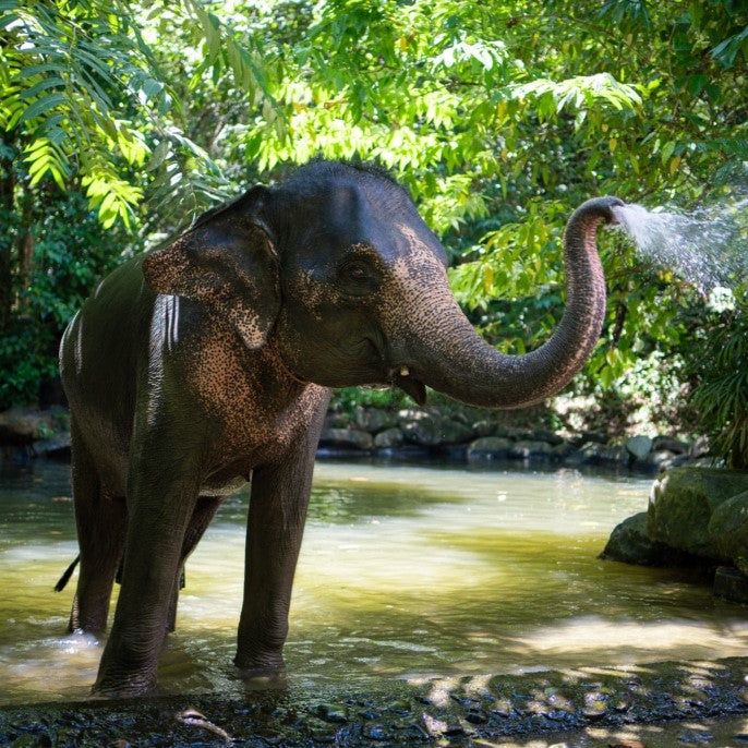 Etisk elefantpark (från Khao Lak)